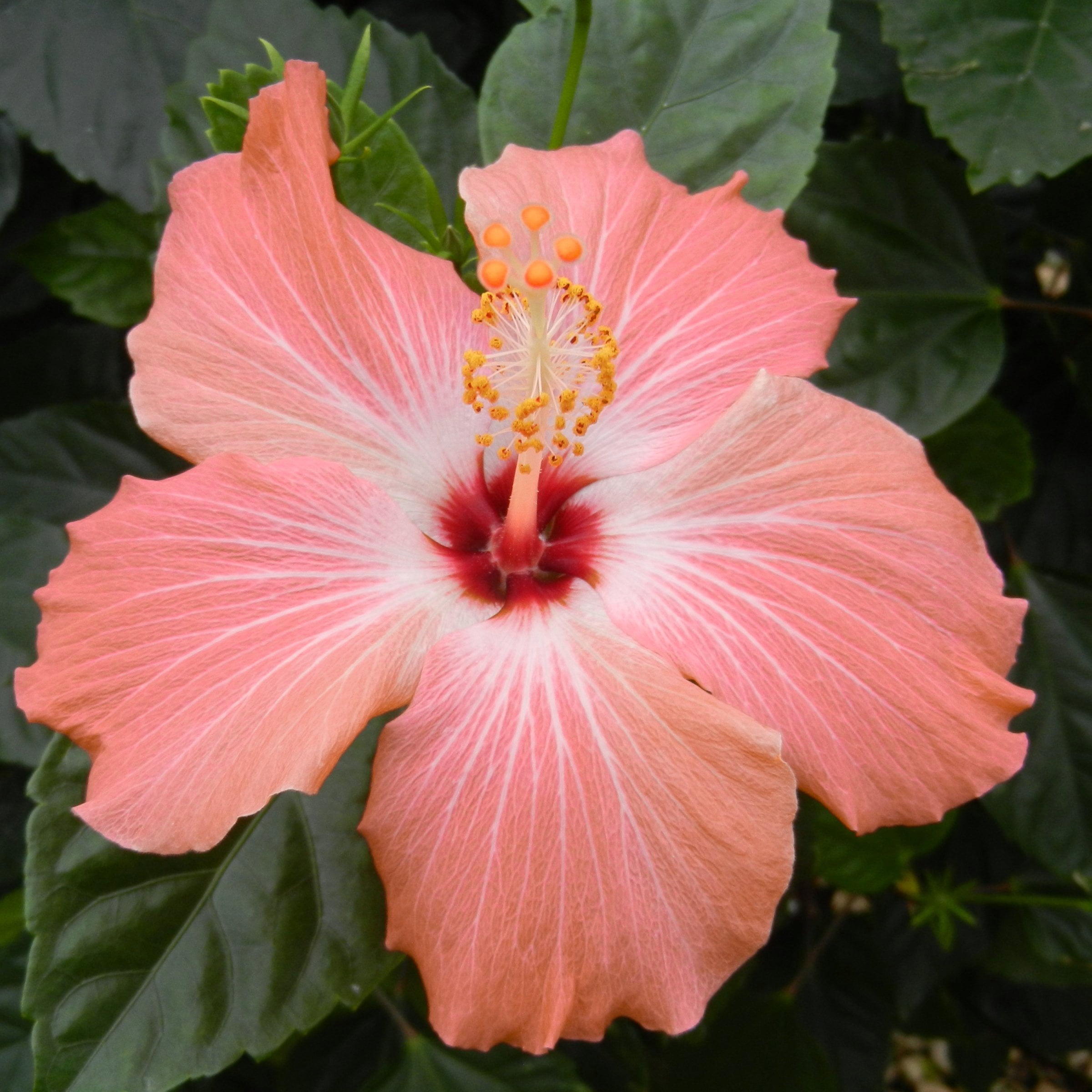 ★peachさま限定★CLANE  FLOWER JACQUARD TOPS 20th Ave Softer Peach - 10 Pack – Birddog Flower Farm