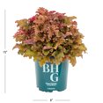 thumbnail image 3 of Better Homes & Gardens 2.5QT Red Heuchera Live Plant Grower Pot Sun, 3 of 5