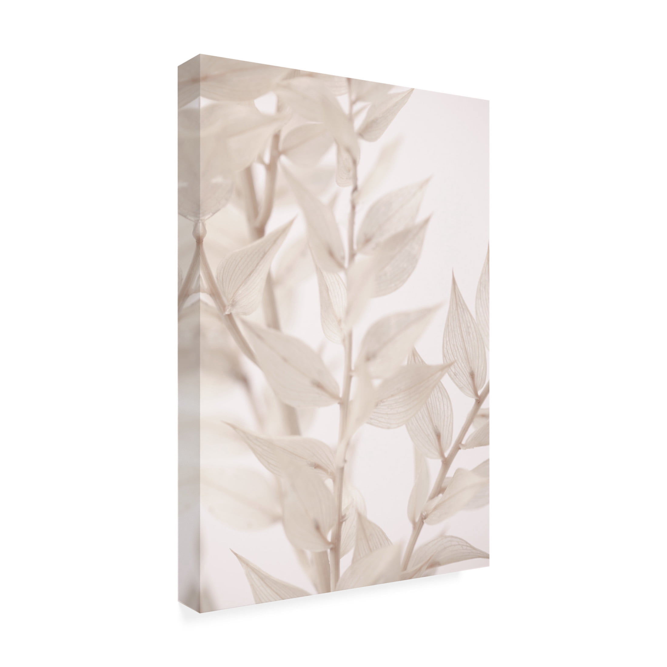 Trademark Fine Art Pictufy Studio Dried Straws 3 Canvas Wall Art