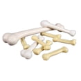 thumbnail image 2 of CoreLiving Mini Plastic Skeleton Bones Set - Realistic Spooky Halloween Decor for Haunted Graveyard Scenes, Indoor & Outdoor Party Props, 2 of 9
