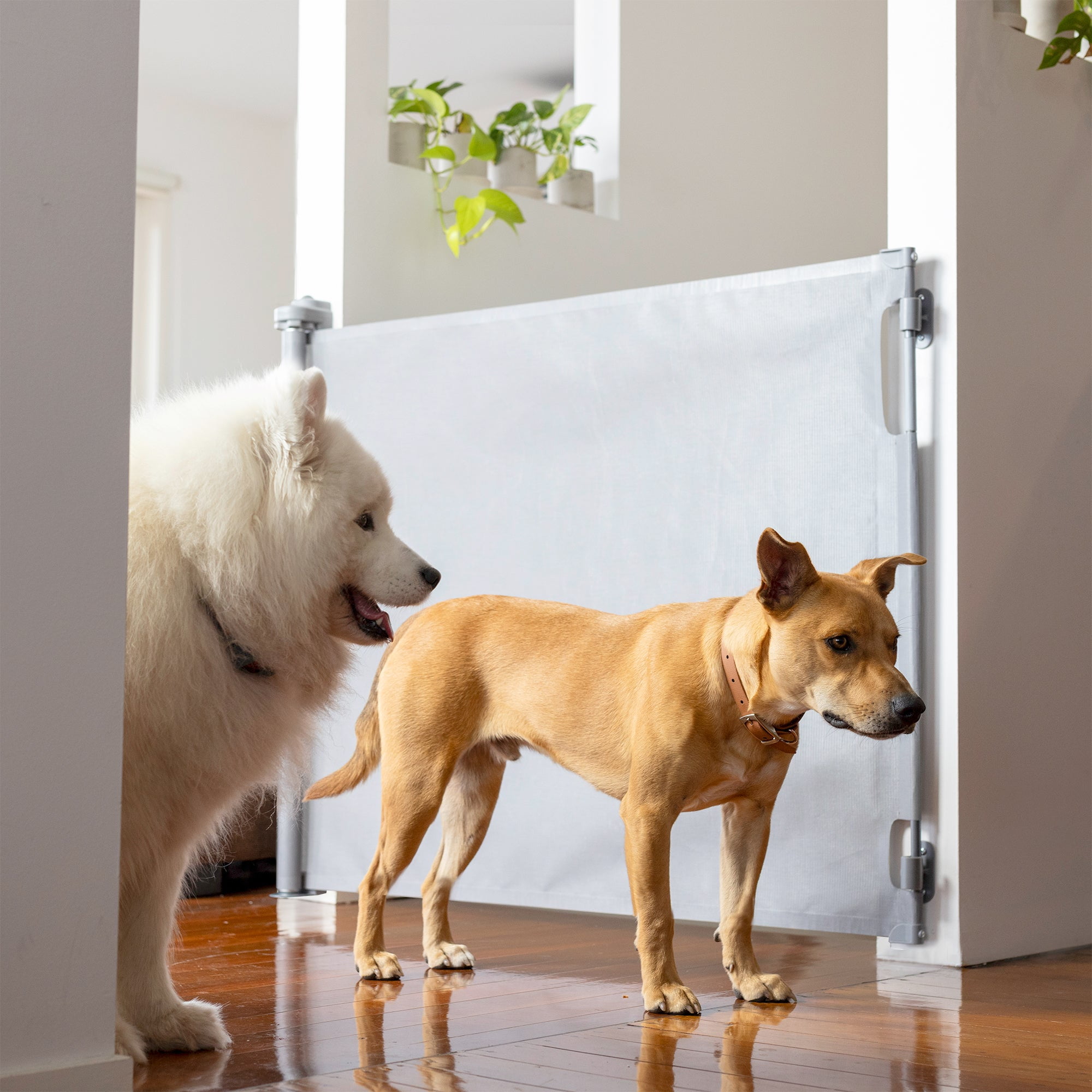 71" Wide Grey Paw Proof Retractable Gate, 3-Way-Locking Mechanism, Indoor/Outdoor Suitable