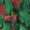 Christmas Candy1, variant on Psychedelic Trippy Mushroom Print High Waist Workout Flare Yoga Pants for Women Soft Buttery Wide Leg Stretchy Leggings Breathable Tummy Control Bootcut Pants