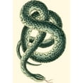 thumbnail image 2 of Nodder, Frederick P. 11x14 White Modern Wood Framed Museum Art Print Titled - Vibrant Snake III, 2 of 4