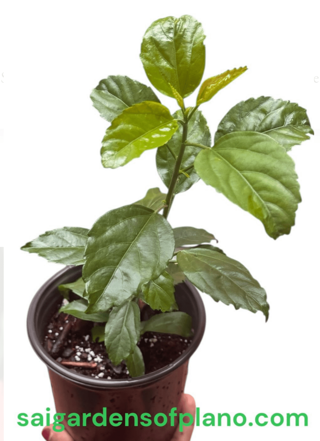Hibiscus ‘Japanese Lantern’, Hibiscus schizopetalus live plant, 1 Count