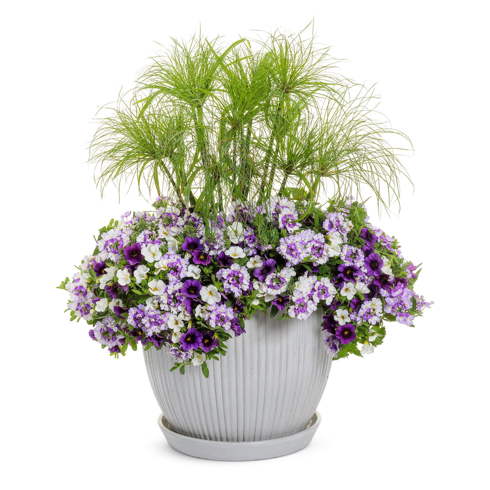 Proven Winners 4" Purple Superbena Sparkling Amethyst Verbena Live Plant in 4.25" Pot (4 Count)