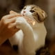 thumbnail image 5 of 2x5Pcs Catnip Sticks Pasta De Dientes Natural Actinidia Polygama Cat Toy Salvador  Palitos de hierba gatera, 5 of 10