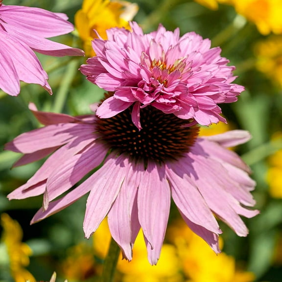 Drought Tolerant Doubledecker Purple Coneflower Echinacea Purpurea Flower Seeds - 100 Seeds