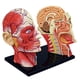 thumbnail image 3 of Medical-Torso Human Body Model Education Head Muscles Nerve Organs Model for Student Teaching Study, 3 of 5