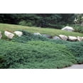 thumbnail image 4 of Bar Harbor Juniper  1 Live 4 Inch Pot  Juniperus horizontalis 'Bar Harbor'  Perfect Lush Ground Cover & Landscape Accent  Drought Resistant & Low Maintenance, 4 of 9