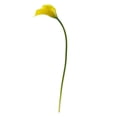 thumbnail image 4 of Nearly Natural 2113-S12-YL 19.5" Calla Lily Artificial Flower (Set of 12), 4 of 5