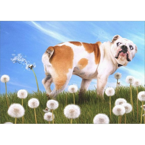Avanti Press Bulldog With Dandelion Funny / Humorous Birthday Card