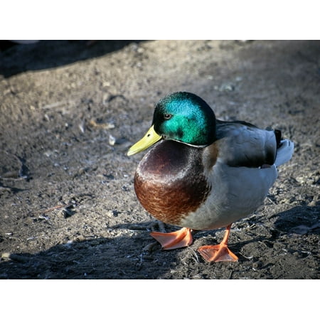 - Peel-n-Stick Poster of Colorful Duck Nature Drake Bird Green Zoo Animal Poster 24x16 Adhesive Sticker Poster Print