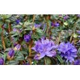 thumbnail image 4 of Blue Baron Rhododendron - Very Hardy - Spectacular - 4" Pot, 4 of 4