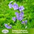 thumbnail image 5 of 2 Packs Tussock Bellflower Seed - Campanula Carpatica - Heirloom Perennial Full Sun Flowers, 5 of 5
