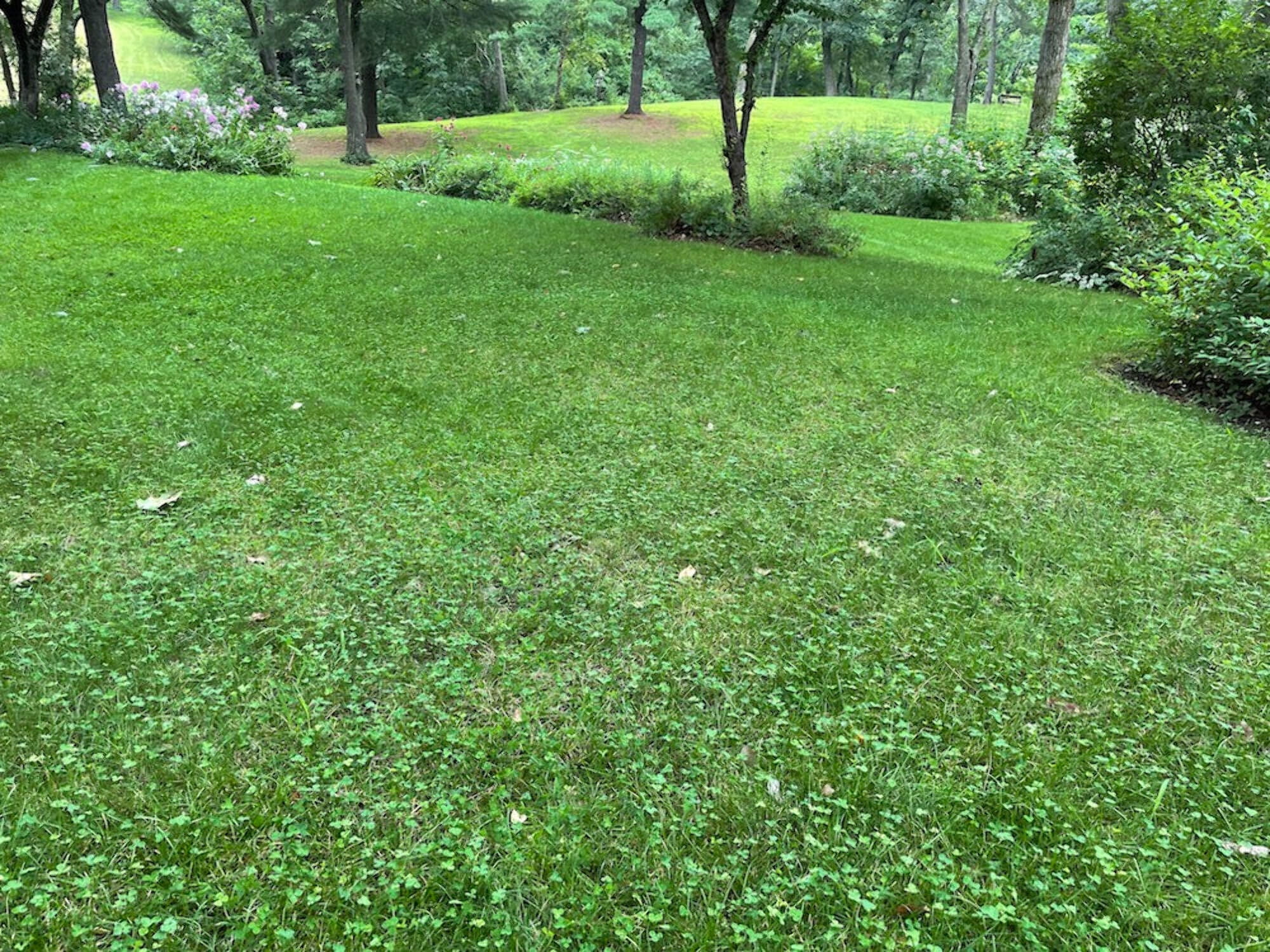 Flawn Seed Kits Micro Clover var. Pipolina Seeds, 2 lbs, 7200 Sqft, Low Maintenance Perennial Ground Cover