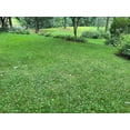 thumbnail image 6 of Flawn Seed Kits Micro Clover var. Pipolina Seeds, 2 lbs, 7200 Sqft, Low Maintenance Perennial Ground Cover, 6 of 9