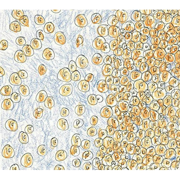 David Greenberger & Dozens - Greenberger, David & Dozens : Near the Edge of the Penny Jar Spill - Music & Performance - CD