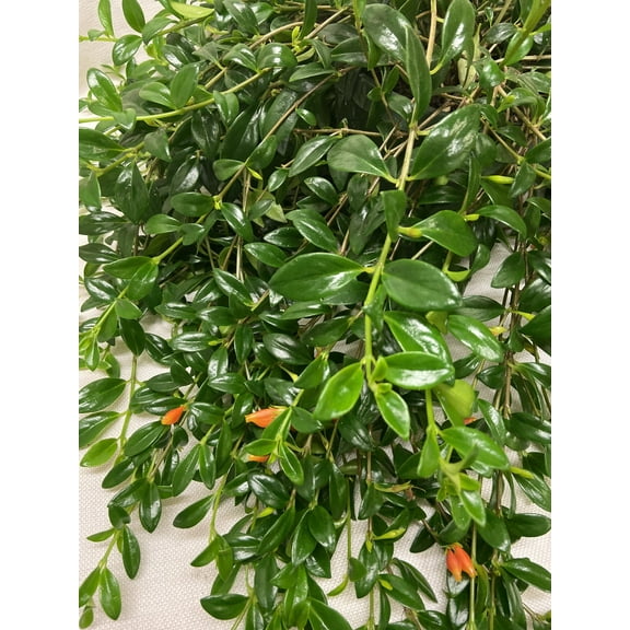 6" Goldfish (Nematanthus gregarious)