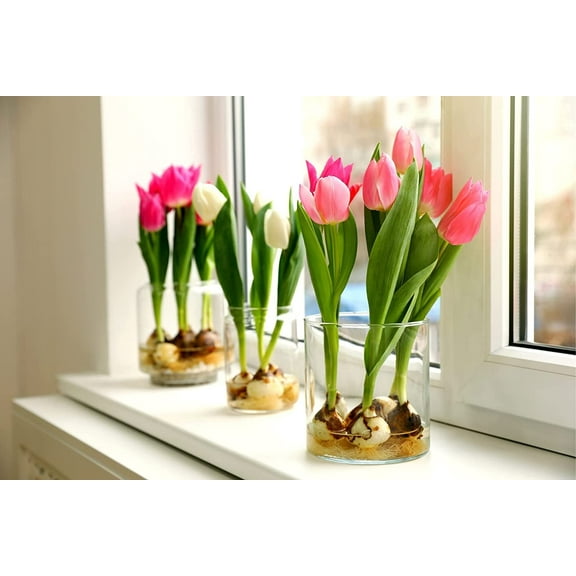 10 Pre-Chilled Tulip Bulbs for Forcing - Grow Indoor Tulips Now