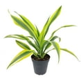 thumbnail image 2 of Dracaena Lemon Lime (6"+ Minimalist Pot) - Easy to Grow Houseplant for Beginners - Live, Healthy, Air-purifying Houseplant for Home Office Decoration, 2 of 5