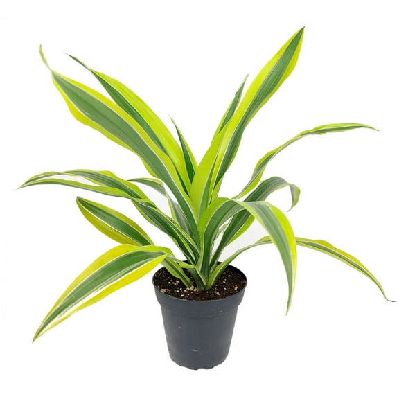 Dracaena Lemon Lime (4" Plastic Pot) - Easy to Grow and Air-purifying Houseplant for Beginners