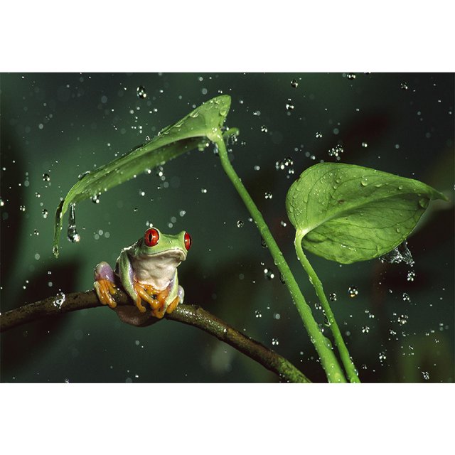 Diamantmalerei (DE5681) Laubfrosch 5D DIY quadratische Perlenarbeit 40 x 30 cm (DM152) 40 x 50 cm Hugtrwg Para estrenar