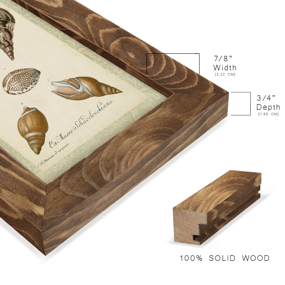 Bookplate Shells VIII - Framed Print w/glass - Walnut