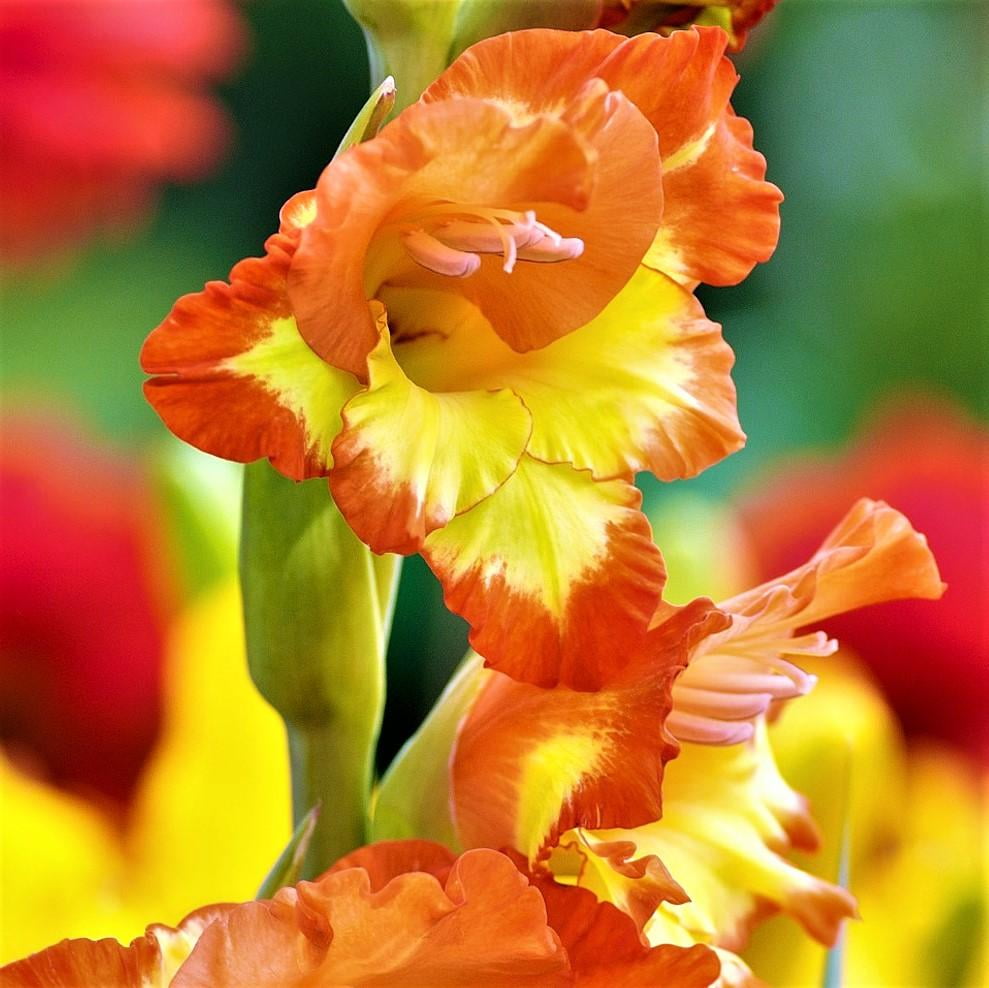 Gladiolus Las Vegas (Bulbs) Multicolor
