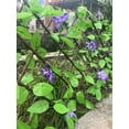 thumbnail image 6 of Expandable Fence with Leaves,Expandable Purple Flower Fence,Expandable Fence Privacy Screen for Balcony Patio Outdoor,Decorative Faux Ivy Fencing Panel,Artificial Decorative Faux Ivy Fencing Panel, 6 of 9