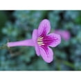 thumbnail image 3 of Bonin, Suzanne 24x19 Black Modern Framed Museum Art Print Titled - Cape Primrose, 3 of 5