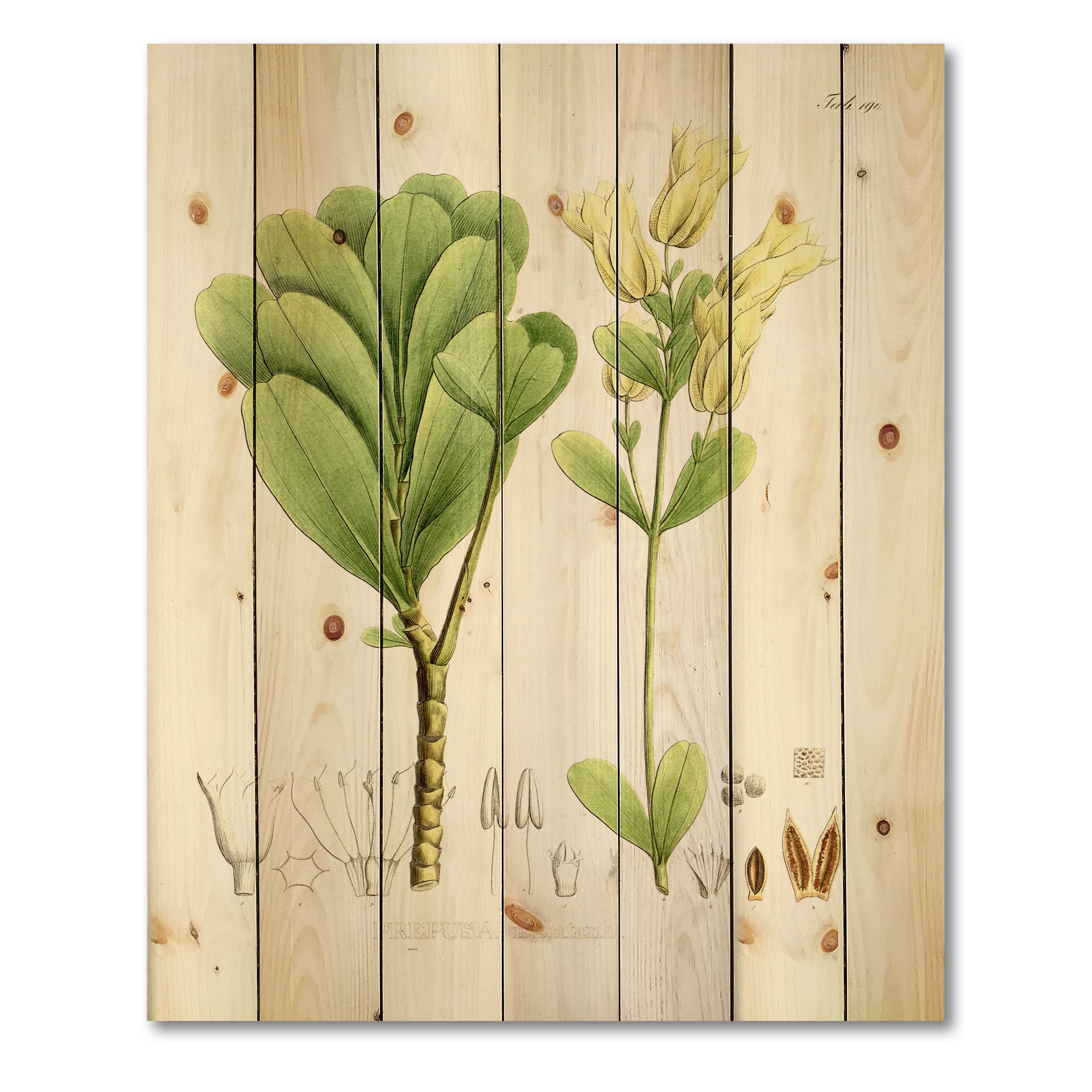 Designart 'Ancient Brazilian Plant III' Traditional Print on Natural Pine Wood