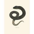 thumbnail image 2 of John Edwards Holbrook 12x14 Gold Ornate Wood Frame and Double Matted Museum Art Print Titled - Amphiuma Means (1842), 2 of 4