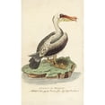thumbnail image 2 of Brown Pelican, Pelecanus Occidentalis Poster Print By ® Florilegius Mary Evans (18 X 24), 2 of 4