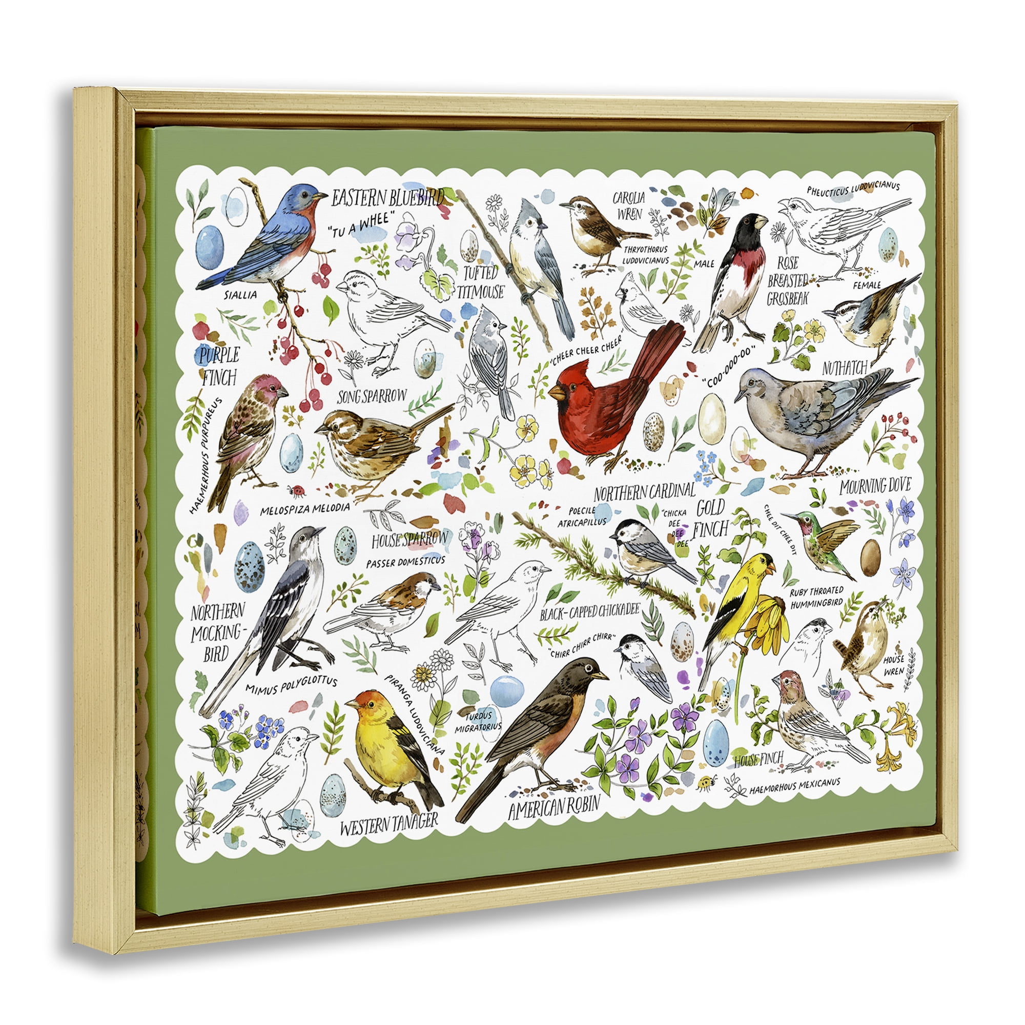 Stupell Industries Various Bird Species Animals & Insects Painting Gold Floater Framed Art Print Wall Art, 21 x 17