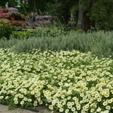 Easy Wave Yellow Petunia Spreading Flower Seeds - 30 Seeds - Walmart.com