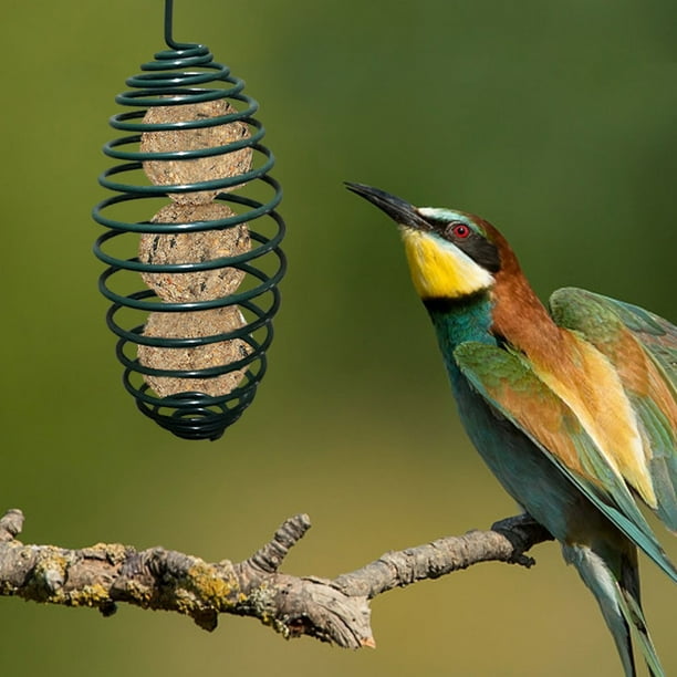 Wild beak hotsell automatic feeders