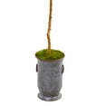 thumbnail image 3 of HomeStock Coastal Cool 7.5Ft. Olive Artificial Tree In Decorative Planter, 3 of 3