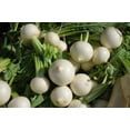 thumbnail image 2 of Shogoin Turnip Seeds/ Annual/ Full Sun/ 44K Seeds 1/4lb/ Zellajake Farm and Garden - B186, 2 of 6