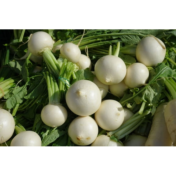 White Egg Turnip Seeds/ Annual/ Full Sun/2800 Seeds 1/4 oz/ Zellajake Farm and Garden - B127