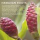 thumbnail image 2 of Awapuhi Wild Ginger Finishing Spray, 2 of 7