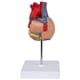 thumbnail image 4 of Heart Model, 2-part Deluxe Life Size Human Heart Replica With 34 Anatomical Structures, Includes Mo, 4 of 5