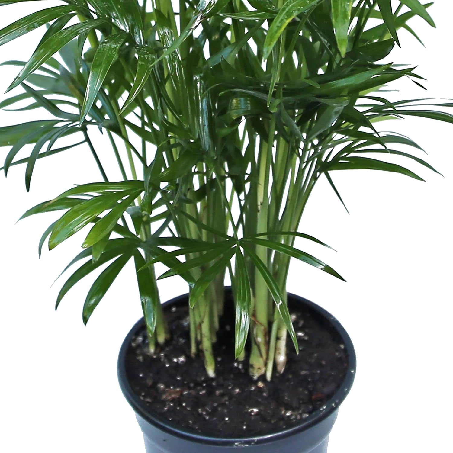 BLOSSOM BOOM GARDEN CENTER 14" Parlor Palm Live Plants in 4" Pot, Air Purifying