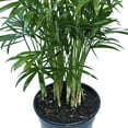 thumbnail image 3 of BLOSSOM BOOM GARDEN CENTER 14" Parlor Palm Live Plants in 4" Pot, Air Purifying, 3 of 5