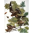 thumbnail image 2 of Art.com Audubon: Nighthawk Giclee Print by John James Audubon, 18" x 24", 2 of 4