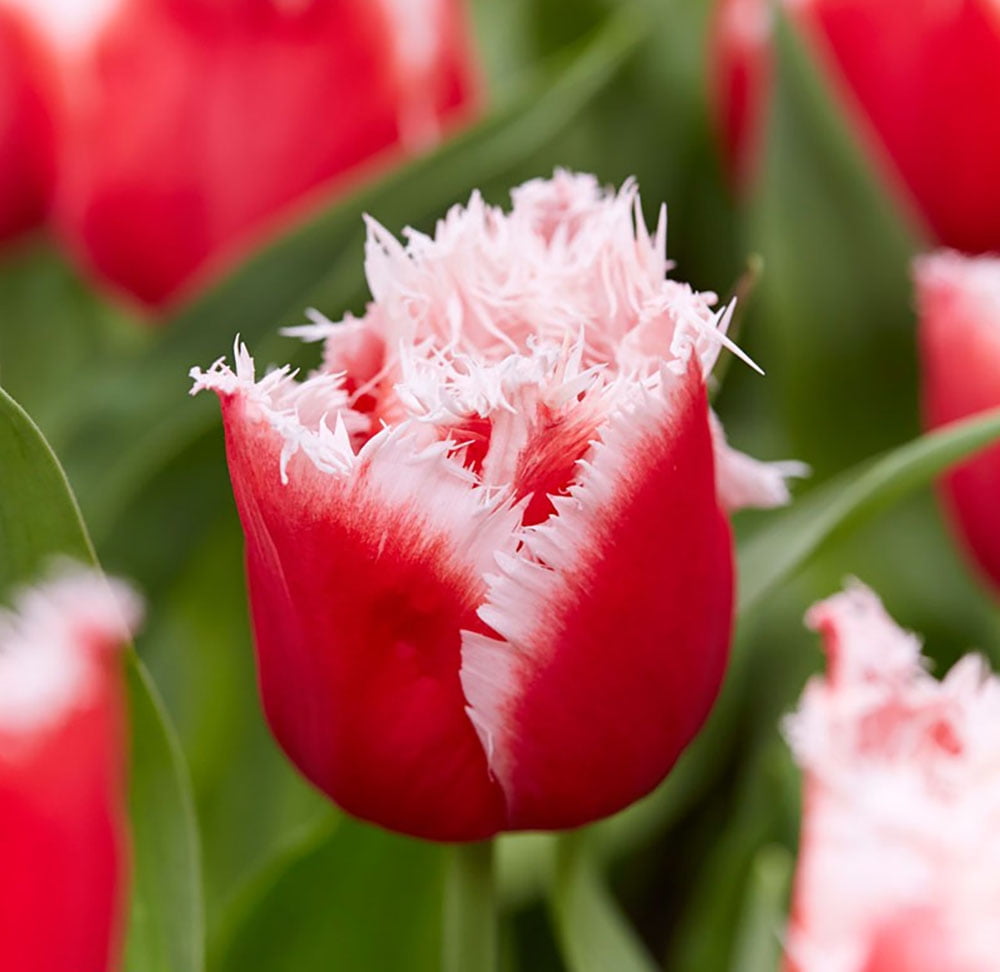 New Santa Fringed Tulip 7 Bulbs 12/+ cm Bulbs Red / White Fringe