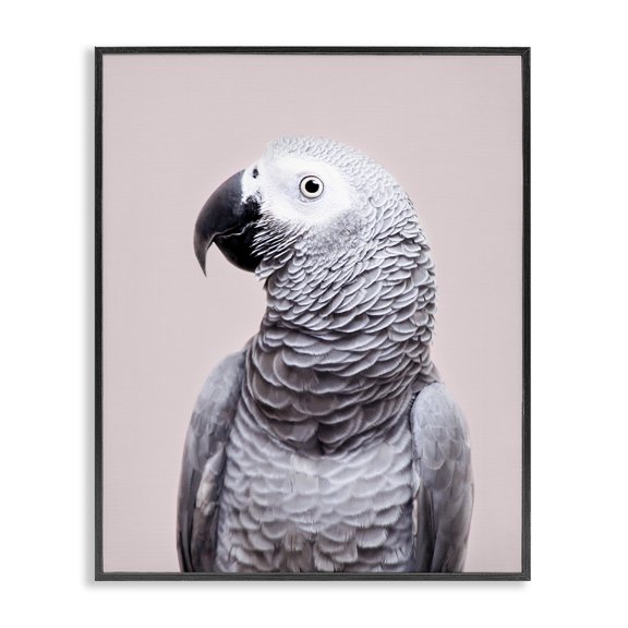 Stupell Industries Contemporary African Grey Parrot Portrait Black Framed Giclee Art, 11 x 14, by Sisi and Seb