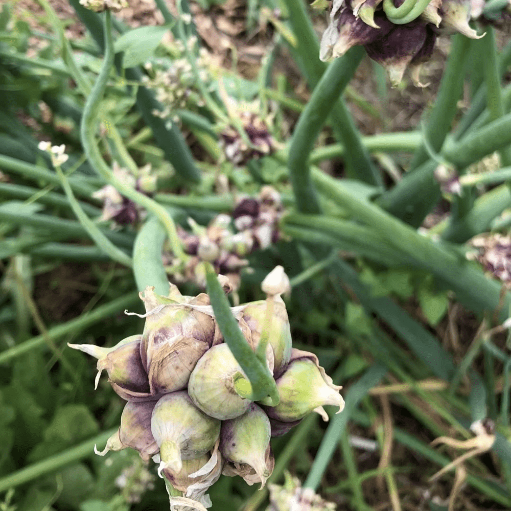 100 Egyptian Walking Onion Seeds for Planting, High Yield Walking Onion Plant for Vegetable Garden, Suited for Zone 3 to 10