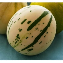 10 Snow Leopard Melon Seeds | Very Rare - Ships from Iowa, USA - Snowball Melon Seeds