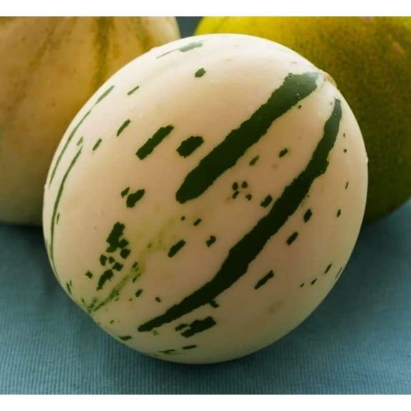 10 Snow Leopard Melon Seeds | Very Rare - Ships from Iowa, USA - Snowball Melon Seeds