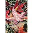 thumbnail image 1 of Fall Colored Leaves Covered In Frost Poster Print, 24 x 38, 1 of 1